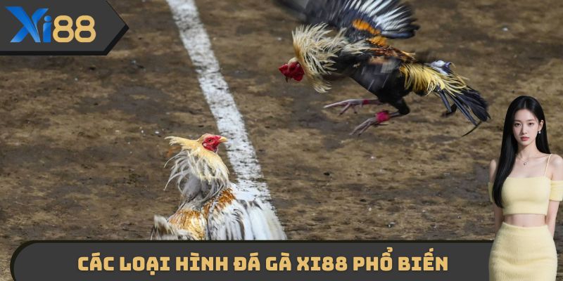 Các loại hình Đá gà XI88 phổ biến