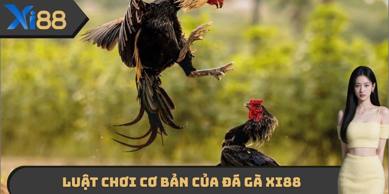 Luật chơi cơ bản của Đá gà XI88