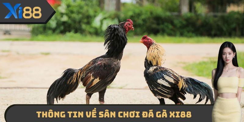Thông tin về sân chơi Đá gà XI88